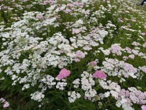 Ten Have Seeds, duizendblad Achillea millefolium