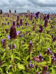 Een grote bloemenzee