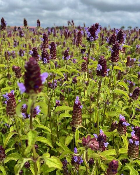 Een grote bloemenzee