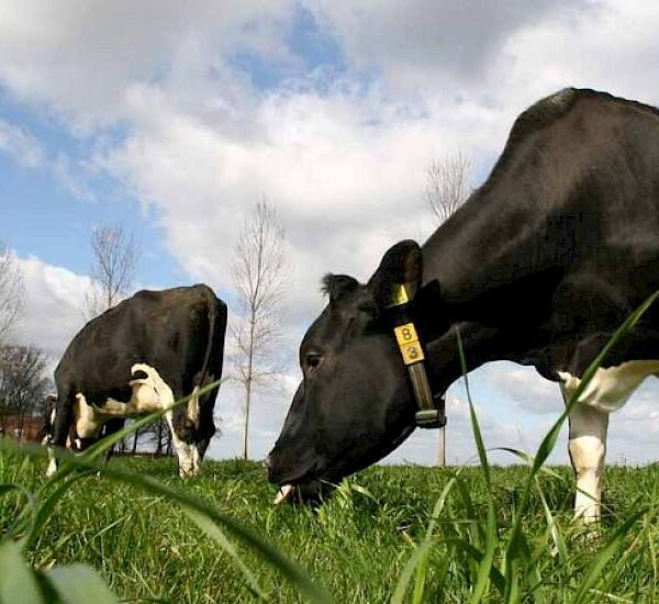 Technische bijeenkomst gericht op de melkveehouderij