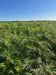 Tagetes patula Nema Max Control blijft lang vitaal