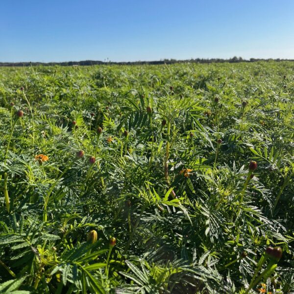 Tagetes patula Nema Max Control blijft lang vitaal