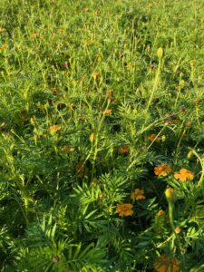 Ten Have Seeds Tagetes patula Nema Max Control in bloei